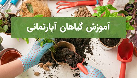 آموزش گیاهان آپارتمانی آموزش گیاهان آپارتمانی